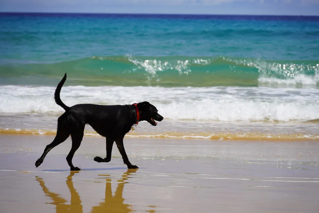 Moving to Portugal with a Pet: A Complete Guide
