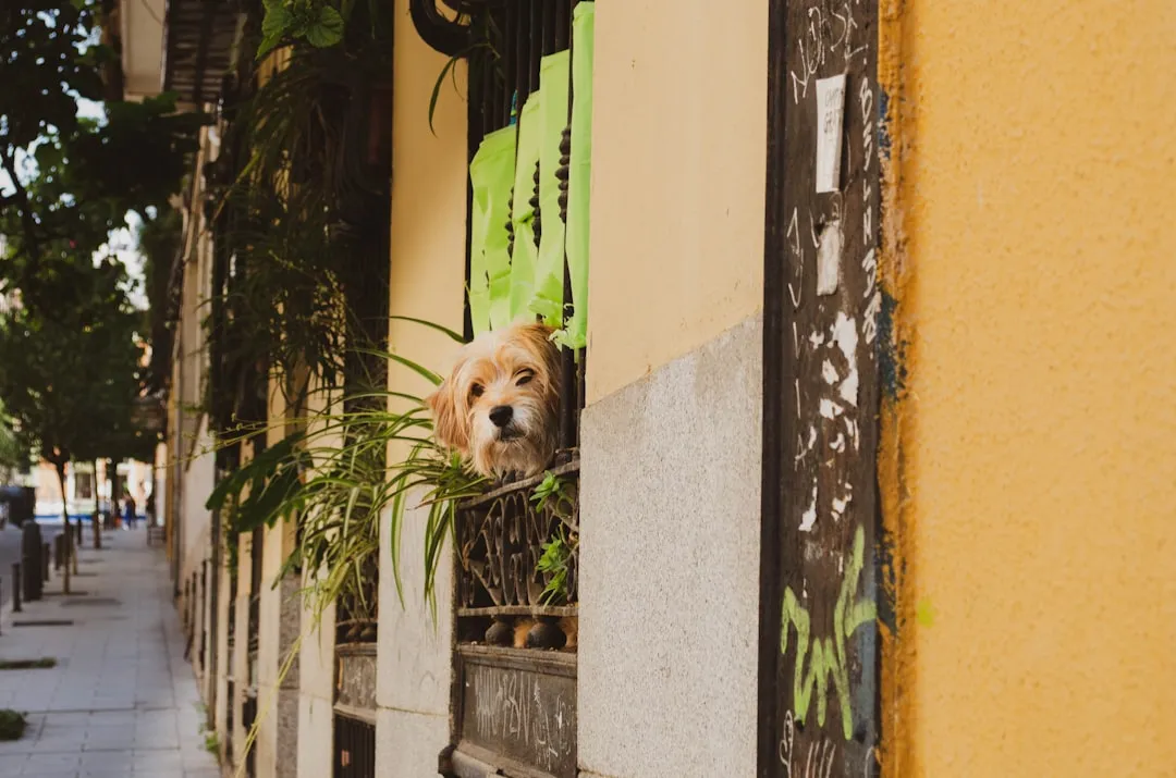 Moving to Spain with a Pet:A Complete Guide